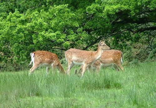 Boldrewood Deer Sanctuary